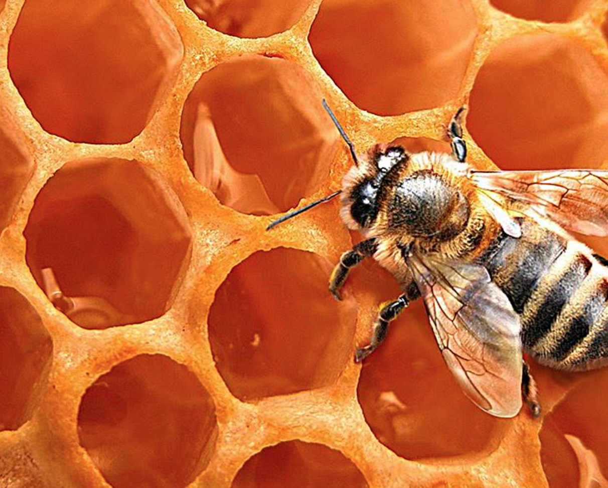 Miel de abeja 100% pura - Verditia